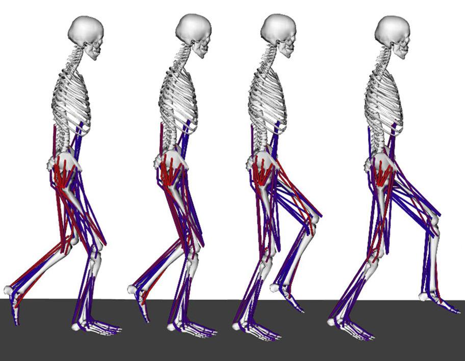 Steele et al. Page 9 Figure 1. OpenSim model shown at different phases of single-limb stance during crouch gait.