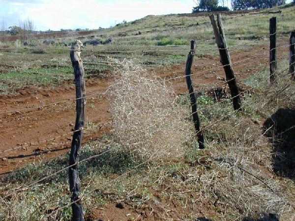 Barbed wire fencing requires only fence posts, wire, and fixing devices such as staples. It is simple to construct and quick to erect.
