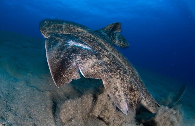 45pm ZSL Science and Conservation Event Join us to explore a new era of shark conservation, focusing on better protecting the lesser-known flat sharks and rays.