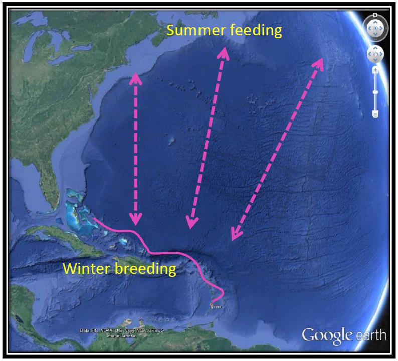 Whale Habitats and Migration Most large whale populations spend winters in tropical regions and summers in temperate/ polar regions, migrating between the two during spring and fall.