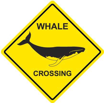 BEWARE: Whale Crossing Did you know that collisions with vessels is one of the leading causes of death among whales such as the endangered North Atlantic right whale?