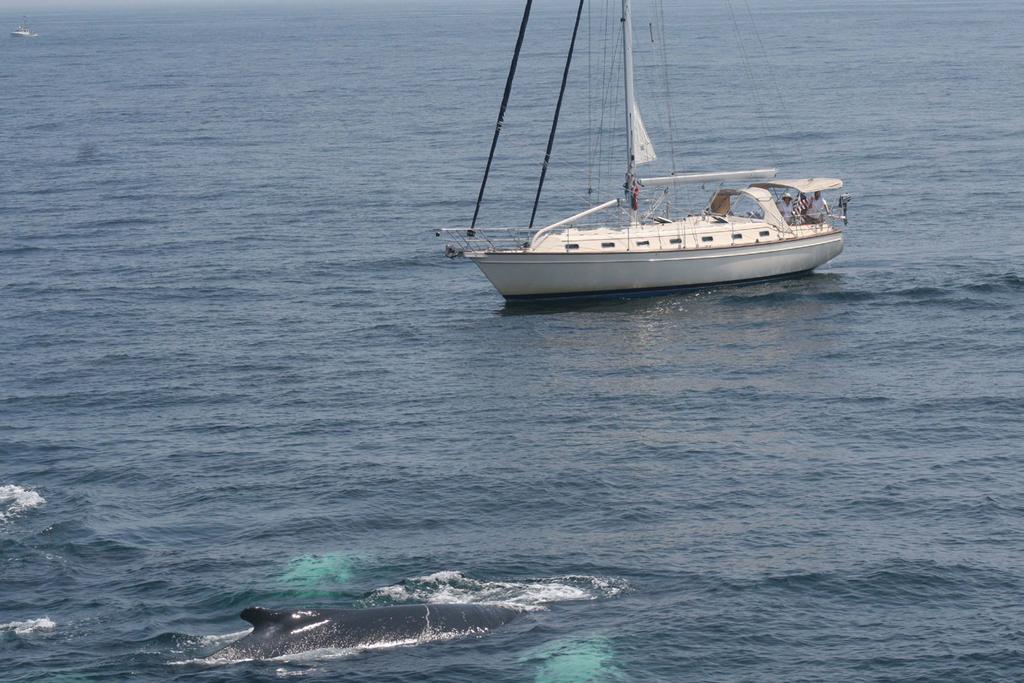 WDC The Audubon Society of Rhode Island, New Bedford Whaling Museum, and Whale and Dolphin Conservation have joined forces with US Sailing to make the oceans safer for both