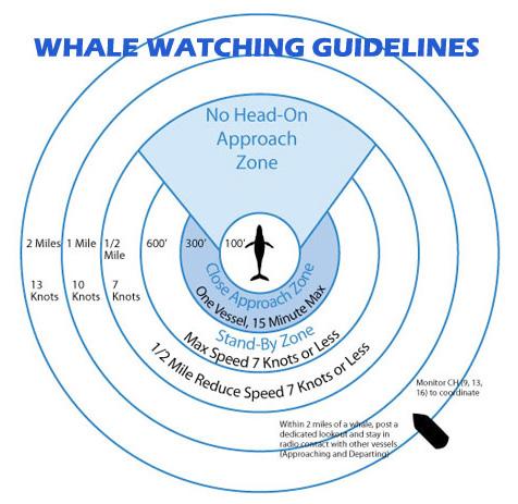 NOAA Fisheries Greater Atlantic Region Whale Watch Guidelines