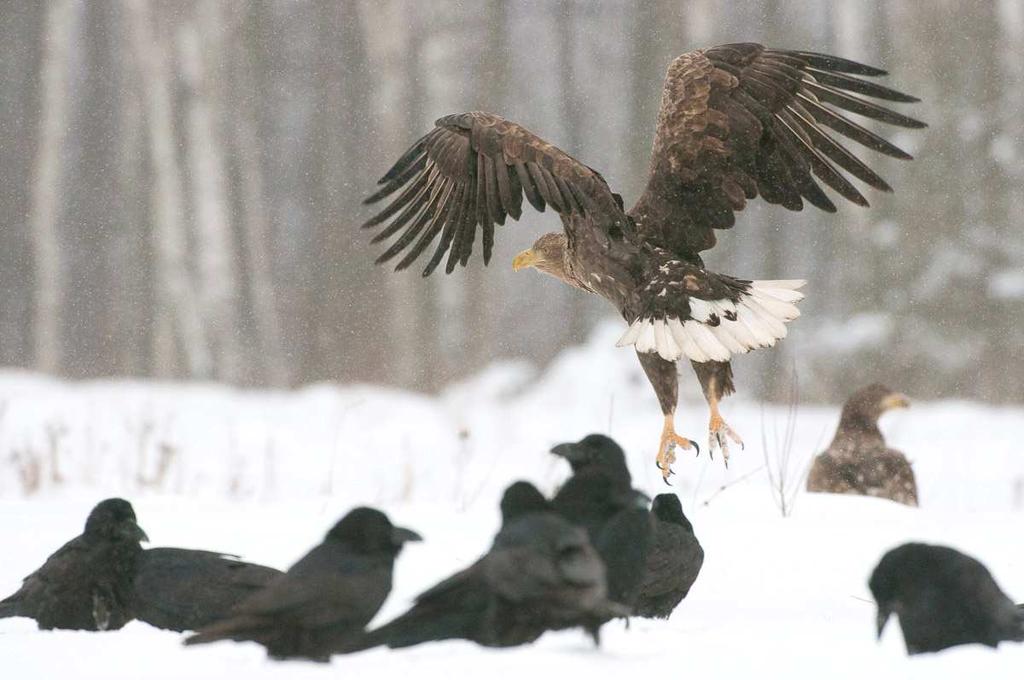 White-tailed eagles and ravens, Bialowieza.