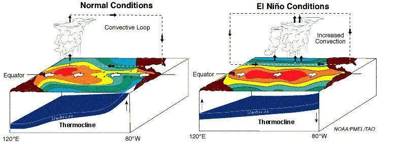 OCN 201 Lab Fall 2009 OCN 201 Lab 9 - El Niño El Niño is probably one of the most widely publicized oceanic phenomena.