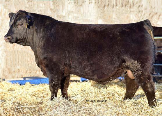 9 98 134 24 73 11 2-0.37 51 0.54 0.50 98.55 Stewart has been a bull that has continually impressed us throughout every growth stage.