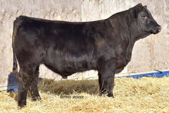 66 0.14 86.22 6901D has the makings of great herd bull. His sire 2806Z is a bull we raised and sold in 2013 to Royal Western Gelbvieh and Fir River Livestock of Canada.