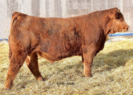 72 6328D is a purebred herd bull that excels in performance, maturity and muscle mass. He is long spined and massive over his top, a herd sire in the making that will add pounds to your calf crop.