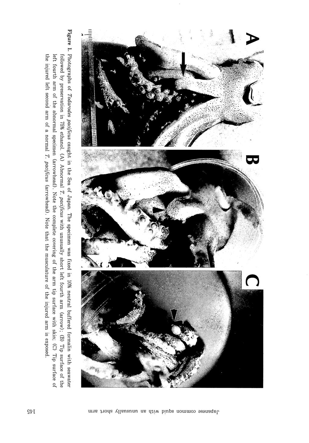 Figure 1. Photographs of Todarodes pacificus caught in the Sea of Japan. The specimen was fixed in 10% neutral buffered formalin with seawater followed by preservation in 75% ethanol. (A) Abnormal T.
