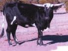 She is a very good milker and easy to handle. Exposed to Zabaco from 3-9-08 to 5-11-08, to M Arrow Just Whistler from 6-1-08 to 9-1-08 and to CWR Quick Silver from 9-7-08 to sale date.