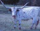 Owned By: Hal Meyer - Wimberley, TX 100 JMR CAMI 15/5 Description: Red head and shoulders, TLBAA: C249627 white splotches on rump Calved: 12-8-05 Calpat s Cordero Phenomenon Gertie BH 117 YO Cameron