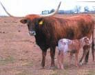 COMMENTS: OCV. Brandie Jay is a 65 TTT, 89 1/2 total, cir. 13 cow.