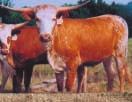 28 Owned By: Larry Johnston - Lookeba, OK JL HOLLY HOBBY 71 Description: Red with roan rump and TLBAA: CI246776 neck, white face with red on sides Calved: 1-7-07 Super Coach Coach OT Droop ALong