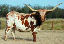 39 Owned By: Sand Hills Ranch - Mansfield, LA PROUD MARY 205 205 Description: Brown body with white TLBAA: C210654 legs, forehead and on body.