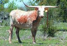 She is a beautiful cow with many productive years left. Her horns are around 70. She is bred to Buzz. 46 RM HATTIE ROSE 213 Description: White, dun spotted sides.