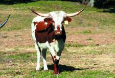 Lot 46A: Heifer calf by BW Desperado calved 3-13-09 SELLS SEPARATELY. 47 VJ ROANIE 214 Description: Red roan.
