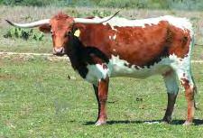 Her dam was a cow that was bought from Tom Brundage and she was a great producer and heavy milker that went back to Classic and Rose Red. Bred to MC Super Rex.