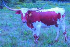 She s confirmed bred to SCC Centarus ( x MF Blue s Jumbo) who measured 68 1/4 TTT at 39 months. 78 Owned By: Kurt & Glenda Twining - Austin, TX ST BOW WAGON 61 Description: Red and white.