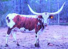 Calved: 5-12-05 DH Red Ranger Ranger s Ranch Hand Miss Dixie Watson 269 SW Too Sweet Archer 152 Day s Lollipop COMMENTS: OCV. This Red Ranger daughter is a PRODUCER!