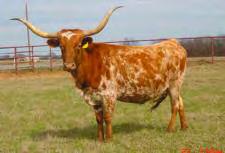 Owned By: Tom Christopher - Coppell, TX 113 OVER AGAIN Overhead TLBAA: Calved: 264 Description: Red and white spotted.