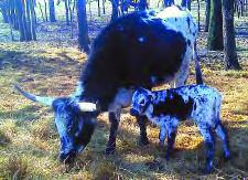She has a Hunts Mr Respect bull calf at side born 12-5-09 and is exposed back to Gin Boom. This is an awesome package.