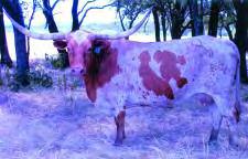 31 Owned By: Indian Paint Ranch - Santo, TX CK DONOVAN LIBER 65/11 Description: Red with white spotted TLBAA: C206285 unerline white spot on left hip.
