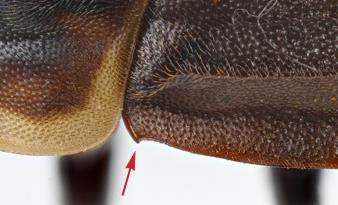 often becoming more prominent between tubercle and elytral apex. three prominent along entire length.
