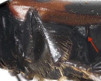 Dorsal view of Nicrophorus americanus note orange frons and pronotal disc (http://rcngrants.