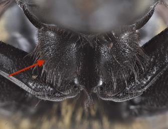 Short hairs on basal half of procoxa and dorsal view of Nicrophorus