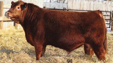 #83 RED TER-RON CARLTON 810H RED BAR-E-L CLASS 10J RED THAT'LL DO CALIBRE 53C RED TOWAW ANEXA 90T POWerFUL PerFOrMAnCe BULL out of Anexa 333N, one of our most cherished cows!