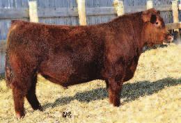 WILD CARD RED DREAM MAKERS LADYBIRD 790L RED HOWE MR MATRIX 7L AMF NHF OSF MAF RED THAT'LL DO ANEXA 48B A thick beefy POWer BULL that is ruggedly built.
