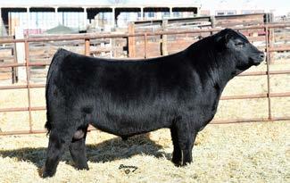 His pedigree is loaded with past champions being sired by Dameron First Class. Look for well balanced cattle with eye appeal. #16980412 Dameron First Class x Greens Princess 1012 +1 +4.