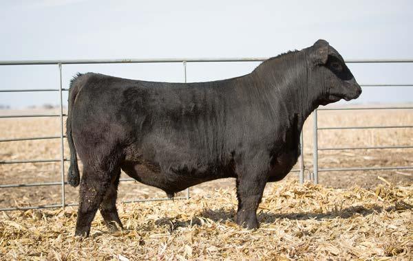 ANGUS BULLS i8 MF courage 605 DOB: 1/2/16 l TATTOO:D605 l AAA #18715454 Connealy Tobin Connealy Confidence 0100 Becka Gala of Conanga 8281 Connealy Courage 25L Vermilion Dateline 7078 Pearl Pammy of