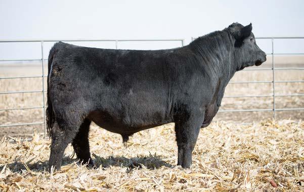 I+6 I+1.2 I+54 I+90 I+19 I+.40 I+.33 +50.89 +87.21 Lot 11 Another Gridtopper T116 heifer bull that is complete in his makeup with plenty of growth for a heifer bull.