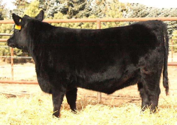 068 42 CARLSON ABIGALE 6020 Flush sister to Lots 42 and 43 selected by Chris Butcher of Othello, Washington.