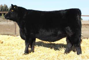 SAV International 2020 sons FLUSH SISTERS TO 11 SELECTED BY BRUNER ANGUS RANCH, DRAKE ND AT THE NWSS FOUNDATION FEMALE SALE.