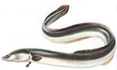 Lifetime Reproductive Opportunities Iteroparous - most fish Semelparous salmon (Oncorrhynchus), lampreys, anguillid eels, galixiids, etc.
