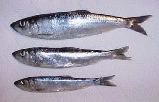 Mating Systems Promiscuous herring,