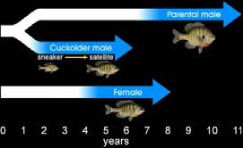 Alternative Tactics Alternative Tactics CASE STUDY- similar pattern in Coho salmon
