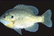 strategy in bluegill sunfish Lepomis macrochirus Large old males make nests, guard eggs