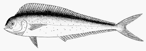 (Engraulis encrasicolus) Figure 10: PIL European pilchard