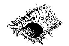 (Thunnus thynnus) Figure 11 : RPN Sea snails (Rapana spp.