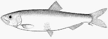 European sprat (Strattus sprattus) Figure 7: BSH Blue shark