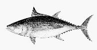 gallina) Figure 8: DOL Dolphinfish (Coryphaena hippurus)