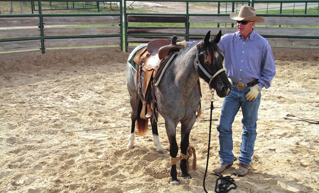 Jeffrey teaches all his horses to hobble, using homemade hobbles made from burlap tobacco sheets. With hobbles, I believe you re teaching a horse how not to get hurt, he says.