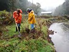 Douglas Fir and Western Red Cedar were the only trees planted this year at the location. Prior to planting, about one-half acre of blackberries were removed. Planting trees on stream bank.
