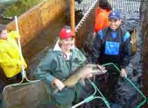 The fry are released above human-made barriers to upstream migration of salmonids. The barrier, such as a culvert, has been or is scheduled to be corrected.
