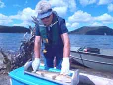 INVENTORY AND MONITORING East, Paulina, Lava Lake Invasive Tui and Blue Chub Control Three popular trout fishing lakes (East, Paulina, and Lava) have deteriorated due to an overpopulation of invasive