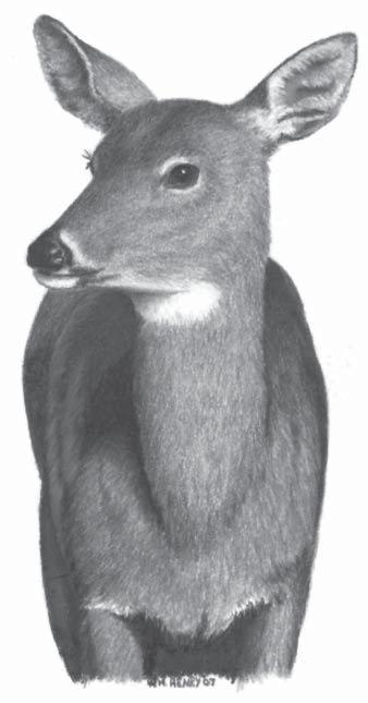 Introduction The Maryland Department of Natural Resources (DNR) Deer Project is responsible for managing native white-tailed deer and exotic sika deer.