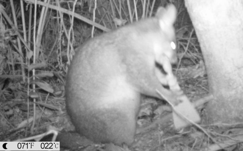 possum spitfire Long-life and very environmentally